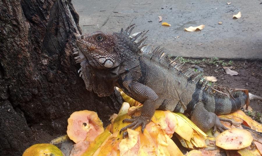 parque-col-n-de-tumaco-nari-o-y-su-espect-culo-de-iguanas